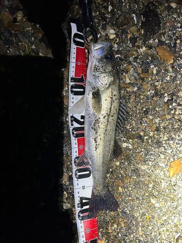 セイゴ（マルスズキ）の釣果