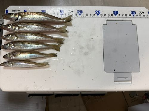 シロギスの釣果