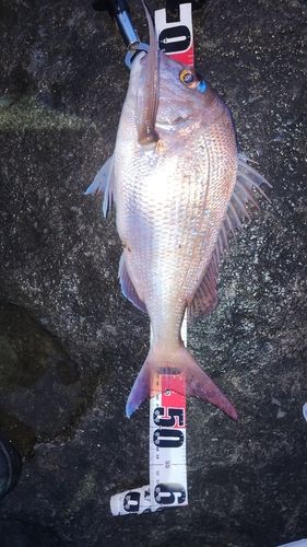 マダイの釣果