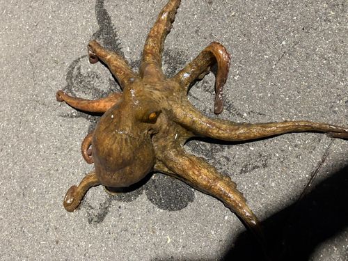 タコの釣果