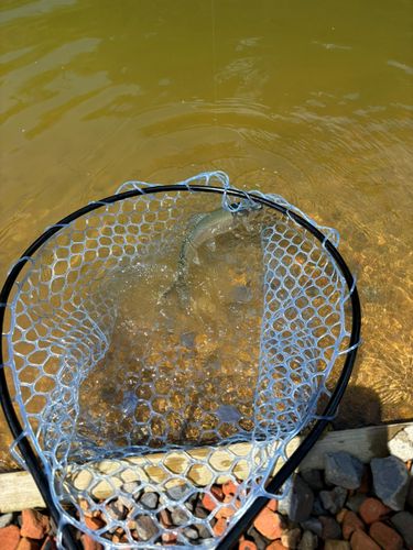 ニジマスの釣果