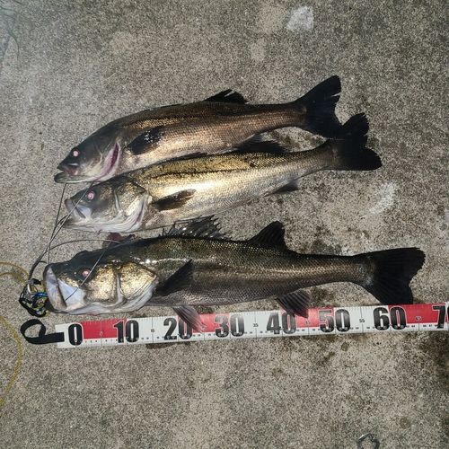 シーバスの釣果