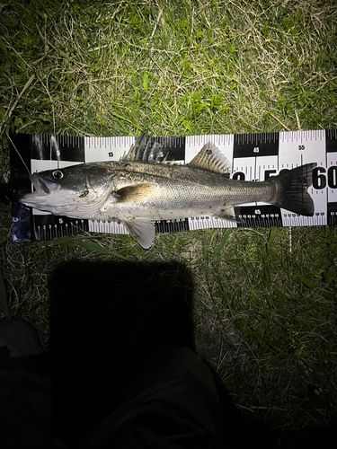 スズキの釣果