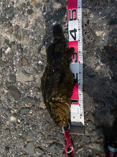 ベッコウゾイの釣果