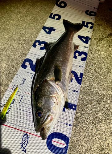 シーバスの釣果