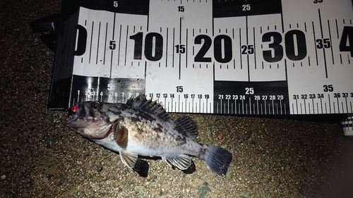 クロソイの釣果