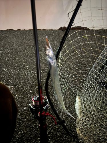 タチウオの釣果