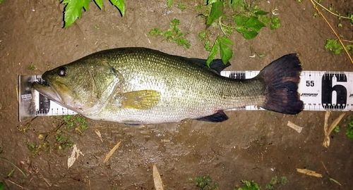 ブラックバスの釣果