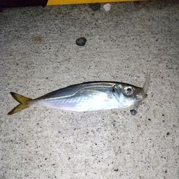 アジ