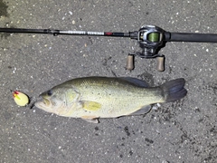 ブラックバスの釣果