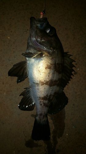 アカメバルの釣果