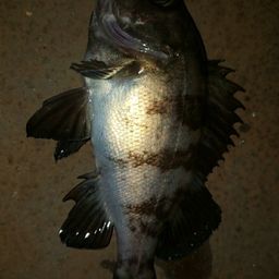 アカメバル