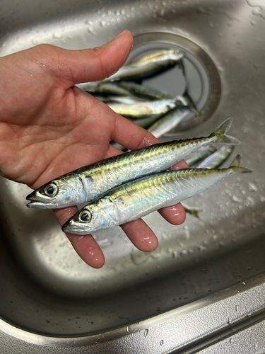 サバの釣果