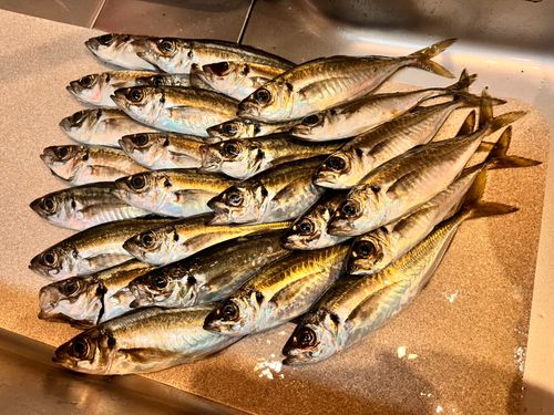 アジの釣果