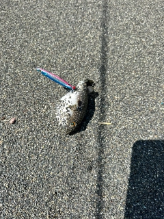 フグの釣果