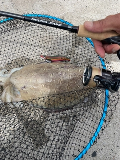モンゴウイカの釣果