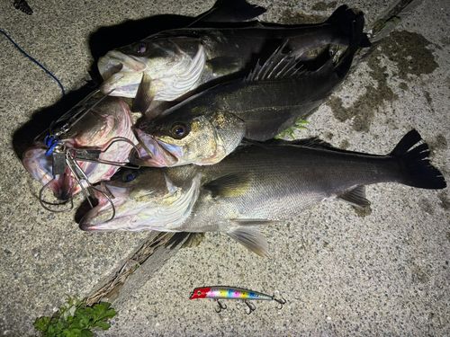 シーバスの釣果