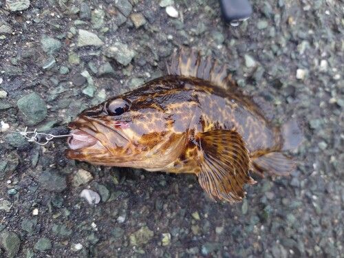 タケノコメバルの釣果