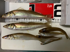 キスの釣果