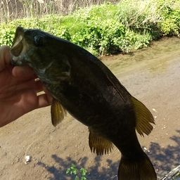 スモールマウスバス