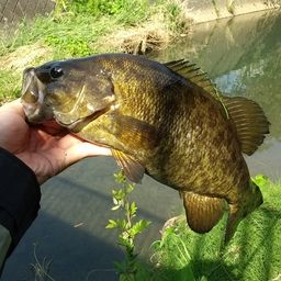 スモールマウスバス