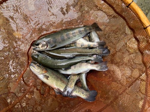 ヤマメの釣果