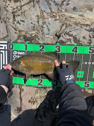 スモールマウスバスの釣果