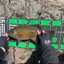 スモールマウスバス