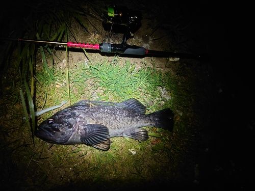 クロソイの釣果