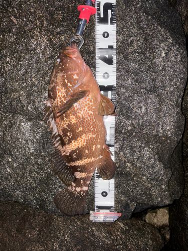 キジハタの釣果