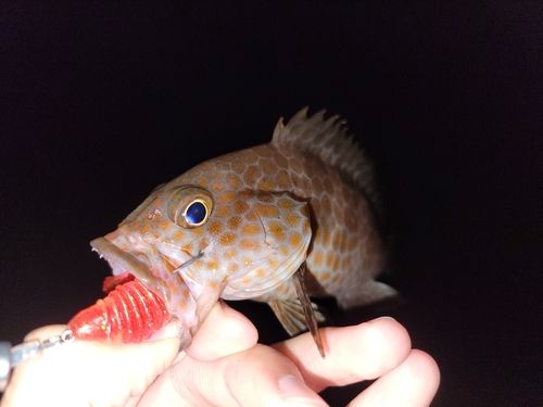 オオモンハタの釣果