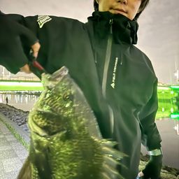 クロダイ