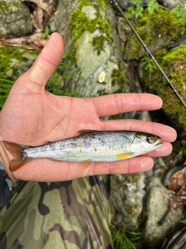 ヤマメの釣果