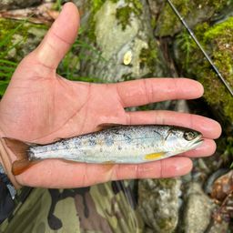 ヤマメ