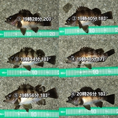 メバルの釣果