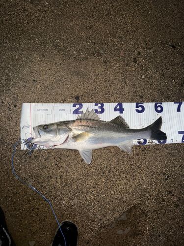 シーバスの釣果