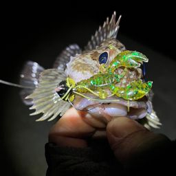 カサゴ