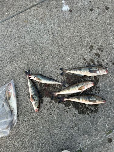 ホッケの釣果
