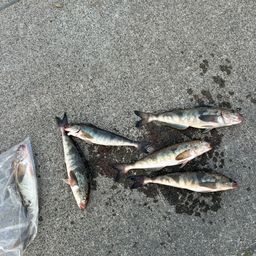 ホッケ