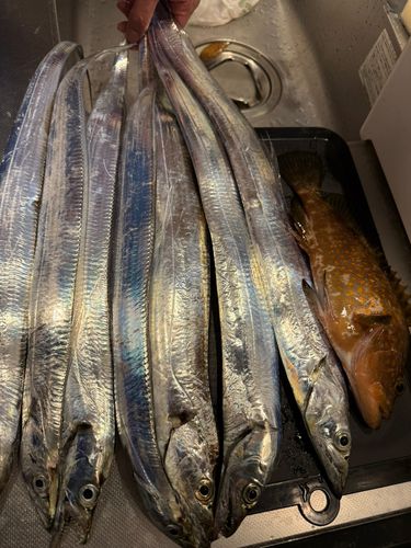 タチウオの釣果