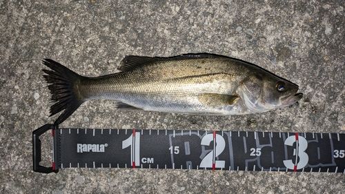 シーバスの釣果