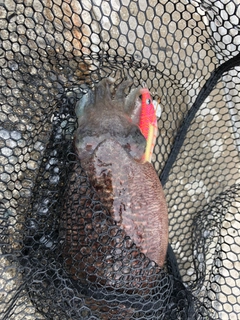 コウイカの釣果