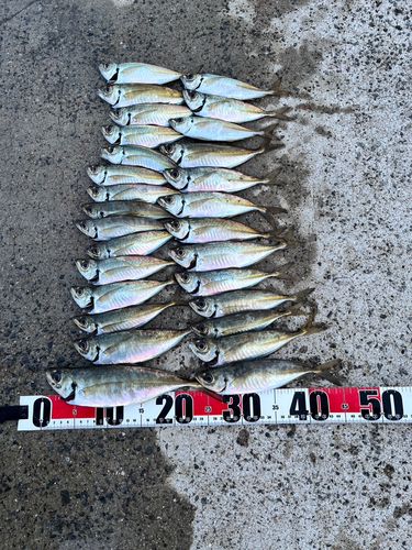 アジの釣果