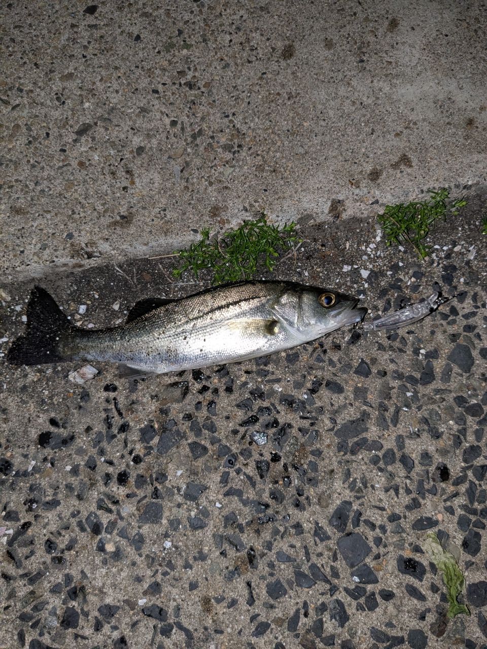 セイゴ（マルスズキ）