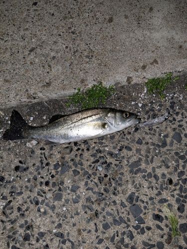 セイゴ（マルスズキ）の釣果