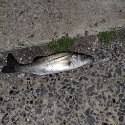 セイゴ（マルスズキ）