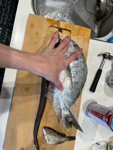 キビレの釣果