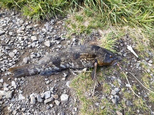 アブラコの釣果
