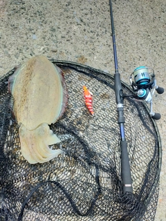 モンゴウイカの釣果
