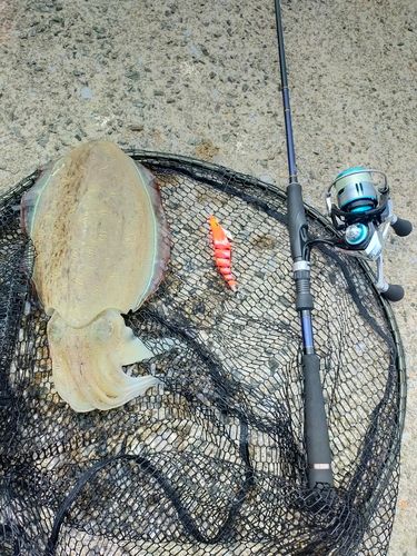 モンゴウイカの釣果